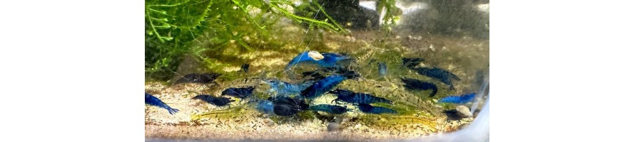 Live Shrimp Live Shrimp