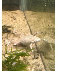 African Dwarf Frog