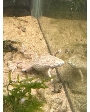 African Dwarf Frog