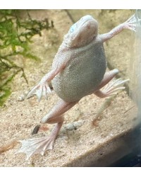 African Dwarf Frog