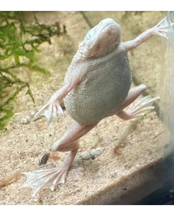 African Dwarf Frog