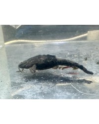 Banjo Catfish