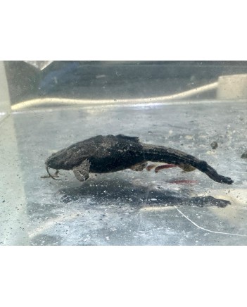Banjo Catfish