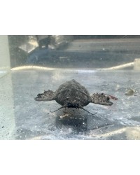 Banjo Catfish