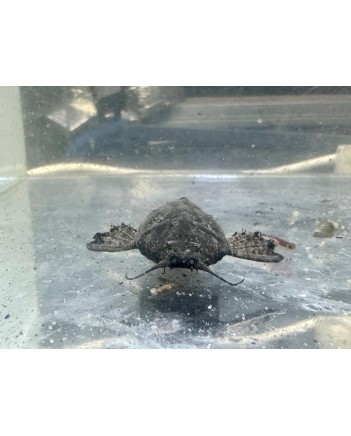 Banjo Catfish
