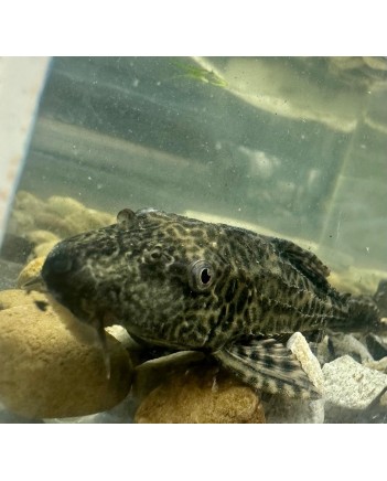 Common Pleco