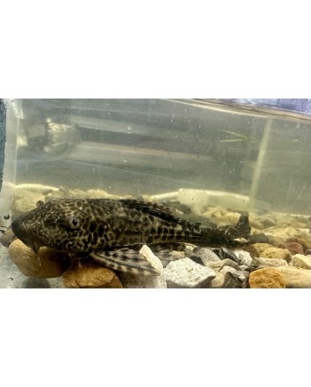 Common Pleco