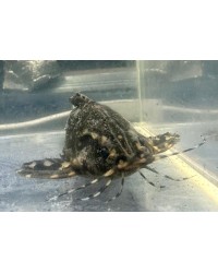 Talking Raphael Catfish (White Spotted Catfish)