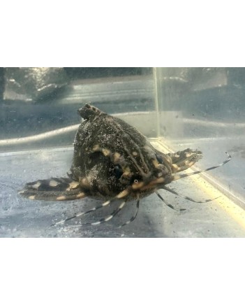 Talking Raphael Catfish (White Spotted Catfish)
