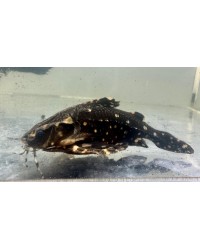 Talking Raphael Catfish (White Spotted Catfish)