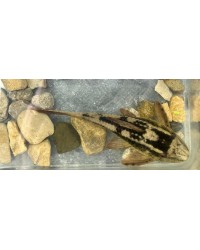 Rusty Pleco