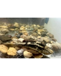 Rusty Pleco