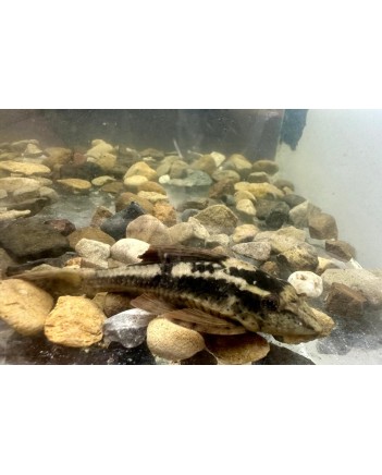 Rusty Pleco