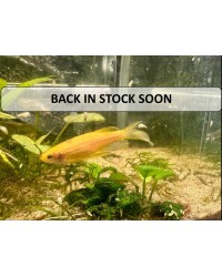 Longfin Gold (Yellow)  Zebra Danio