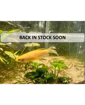 Longfin Gold (Yellow)  Zebra Danio