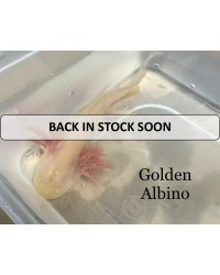Axolotl, unsexed, Morph - Golden Albino