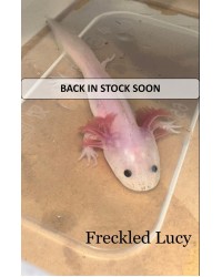 Axolotl, unsexed, Morph - Freckled Lucy