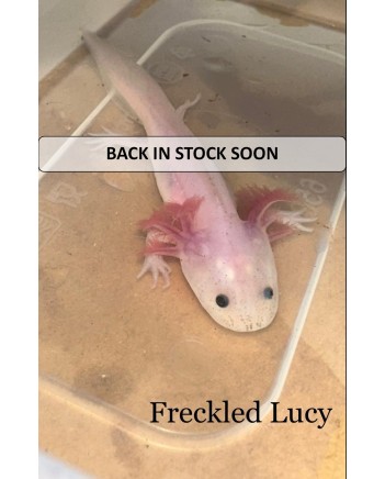 Axolotl, unsexed, Morph - Freckled Lucy