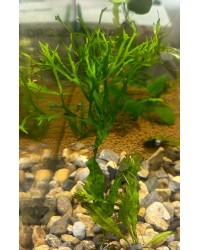 Java Fern Windelov