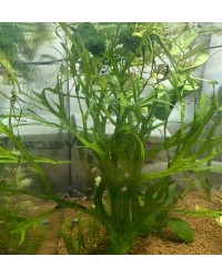 Java Fern Windelov