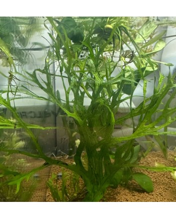 Java Fern Windelov