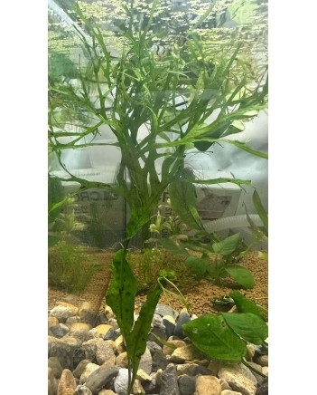 Java Fern Windelov
