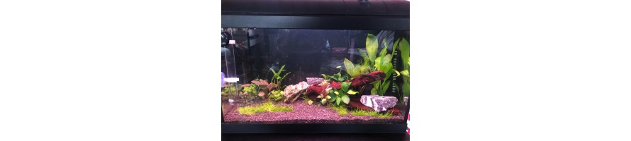 Live Plants Live Plants