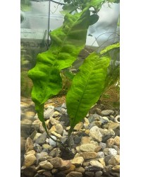 Java Fern