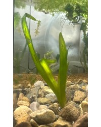 Vallisneria Torta (Corkscrew Vallis)