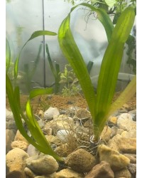 Vallisneria Torta (Corkscrew Vallis)