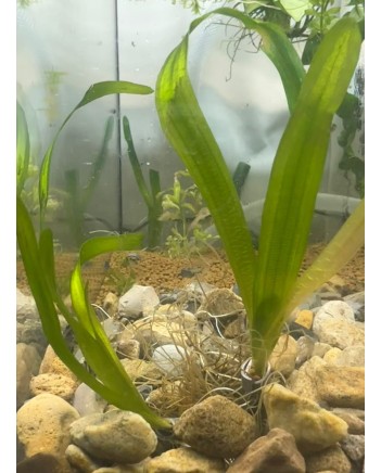 Vallisneria Torta (Corkscrew Vallis)