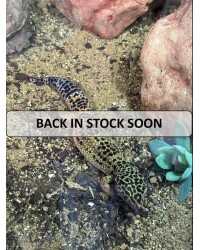 Leopard Gecko